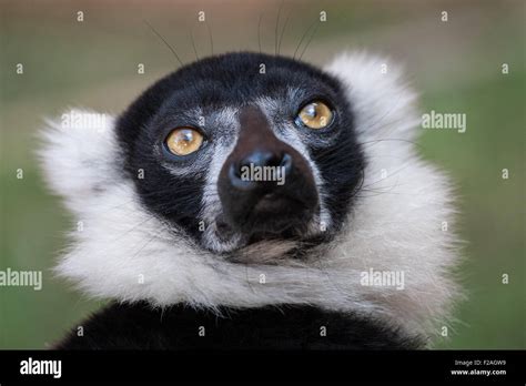 Black And White Ruffed Lemur Closeup Stock Photo Alamy