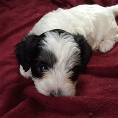 These vivacious and sociable companions are becoming especially. View Ad: Havanese-Poodle (Toy) Mix Puppy for Sale, Oregon, PORTLAND, USA