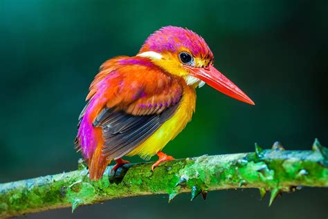 Las 1000 Aves ExÓticas Más Bellas Del Mundo ¡fotos Y Curiosidades
