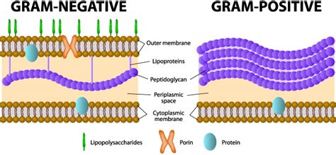 What Is Gram Positive Bacteria And How Do We Kill It