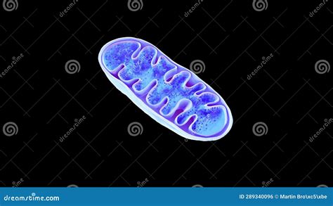 Mitochondria Animation Cellular Organelles Produce Energy Cell