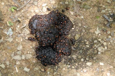 Backyard Animal Poop And Scat Identification An Ultimate Guide For 2023