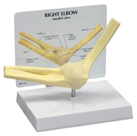 The radial head is palpated with the clipping is a handy way to collect important slides you want to go back to later. Anatomical Basic Elbow Model