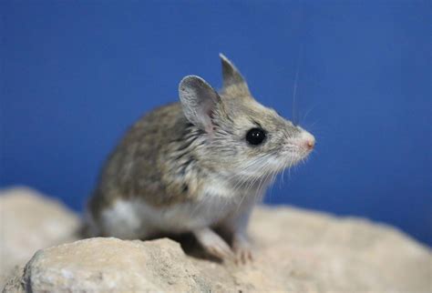 Calls Of Predator Mice Mimic Human Voices Local