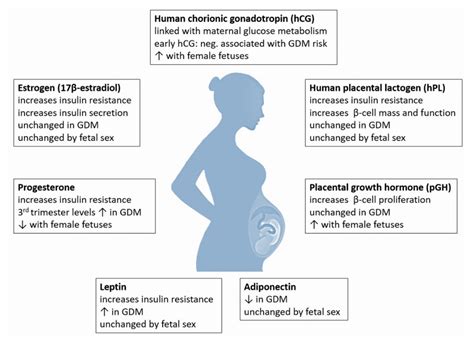 ijms free full text placental endocrine activity adaptation and disruption of maternal