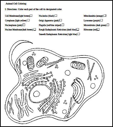 Use the download button to view the full image of animal cell coloring page key, and download it to your computer. Pin on Cells