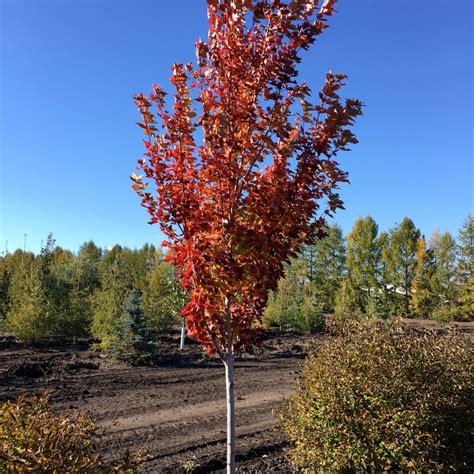 Autumn Spire Maple Deciduous Trees Deciduous Trees Tree Landscape
