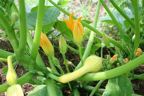 In mexico, spaghetti squash was planted as companion crops to fill the space between the fields of corn. The Accidental Huswife: Squash versus the Squash Vine Borer