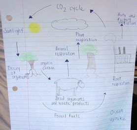 Biogeochemical cycles represent the main system by which the energy of the sun is transformed into energy of the chemical compounds by living beings and products of their activity. Webquest/Biogeochemical Cycles - AP Environmental Science