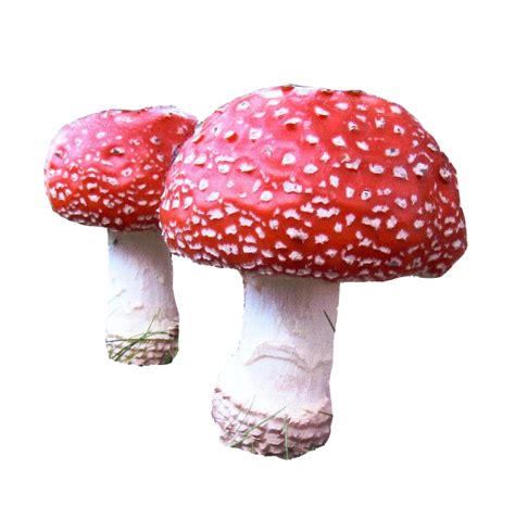 Mushroom - mushroom png download - 914*900 - Free Transparent Mushroom png Download. - Clip Art ...