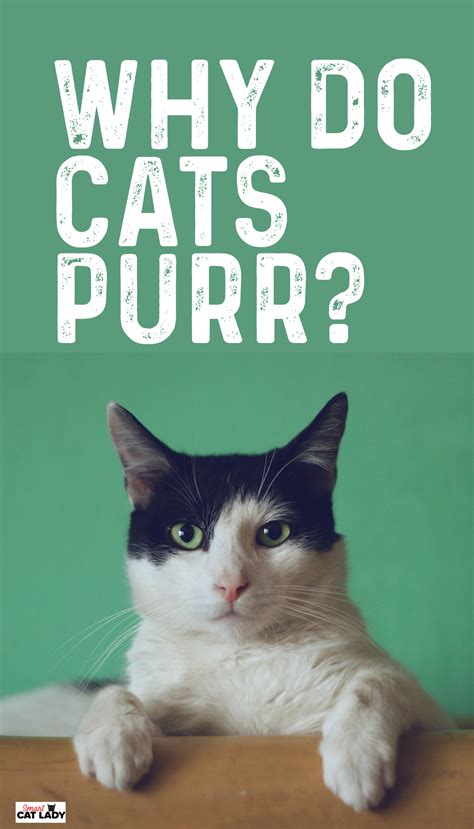 Like all cat postures, there are subtle variations of meaning but also, if they are all alone having a dirt bath, i wouldn't call it a social role since they might be simply scratching an itch. Why Do Cats Purr? | Why do cats purr, Cat purr, Cats