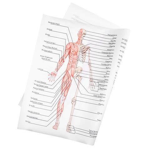 Buy Balacoo Human Being Anatomy Learning Muscular Skeletal System Anatomical Chart Human
