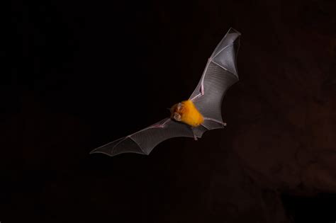 Pilbara Leaf Nosed Bat The Enduring Pilbara