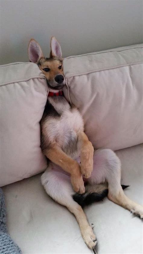 The 21 Most Important German Shepherd Photos Of All Time