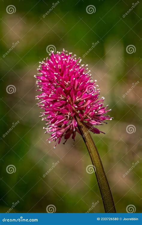 Bright Pint Spike Shaped Wildflower In Pisgah Forest Stock Photo