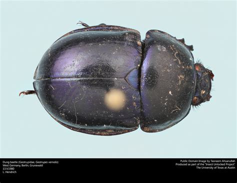 Geotrupes Vernalis Dung Beetle Project Insects Unlocked Flickr