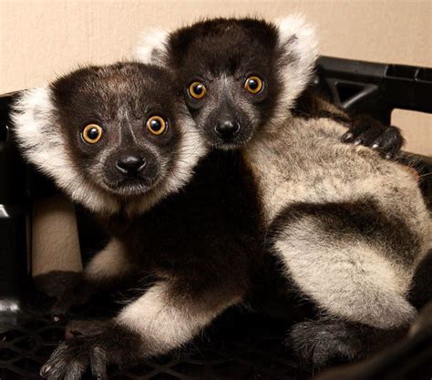 Infant Announcement Ruffed Lemur Twins Born At The Duke Lemur Center