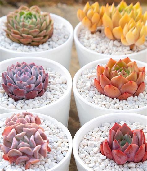 Echeverias are fairly common outdoors but in the last few years, they've become very trendy modern indoor houseplants. Grow the rainbow! 🌵🌈#leafandclay #succulents (@pups.and ...