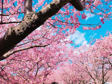 Early Cherry Blossoms Welcome Spring In February In Kawazu