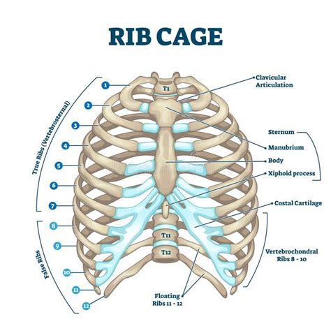 Human Rib Cage Rib Cage Anatomy Anatomy Bones Human Skeleton Anatomy