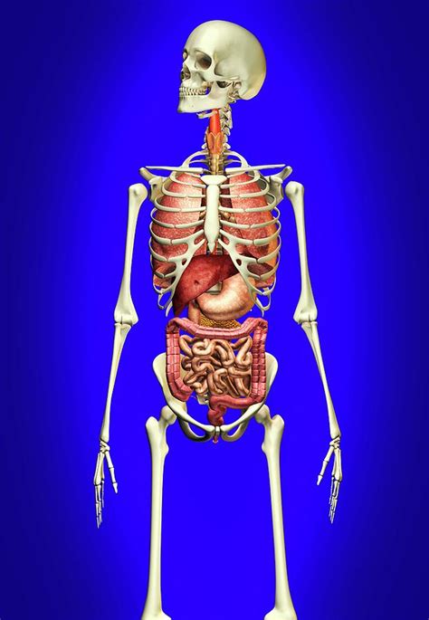 Human Anatomy Photograph By Leonello Calvettiscience Photo Library