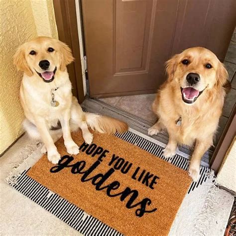 13 Best Ts For Golden Retriever Lovers All Occasions Loyal Goldens