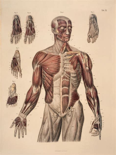 Male Muscle Anatomy Drawing Reference Anatomy Human Practice Draw