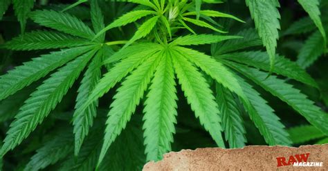 Marijuana, or marihuana, is a name for the cannabis plant and more specifically a drug preparation from it. Marihuana mata células Cancerígenas - Blog de Papel RAW oficial España