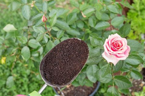 They enrich the soil with nitrogen and other minerals 7 Ways to Use Coffee Grounds in the Garden