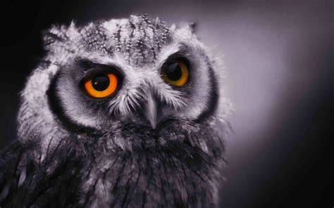 Owl Gambar Burung Hantu Kartun