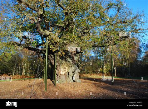 The Major Oak Sherwood Forest Stock Photo Alamy