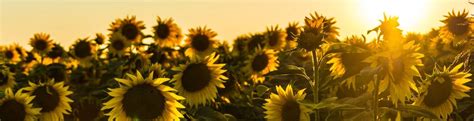 Jerry bruckheimer and his hollywood cohorts must be shaking their heads in disbelief. How we measure sunshine and radiation - Met Office