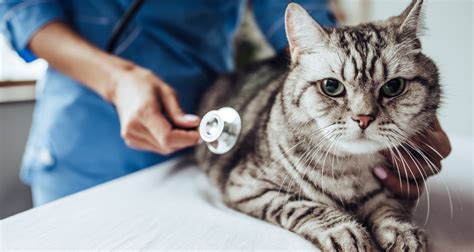 Cat Asthma What It Is Symptoms To Look For And How To Treat It