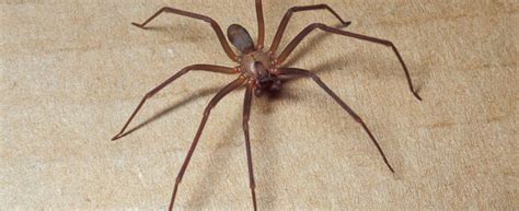 Brown Recluse Violin Spider Missouri Department Of Conservation