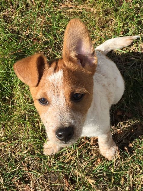 I have three totally amazing male auggie puppies. Pete! Jack Russell x Red Heeler Mix | Red heeler, Jack russell, Heeler mix