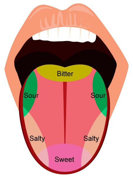The Science Of Taste Understanding How Our Tongue Detects Different