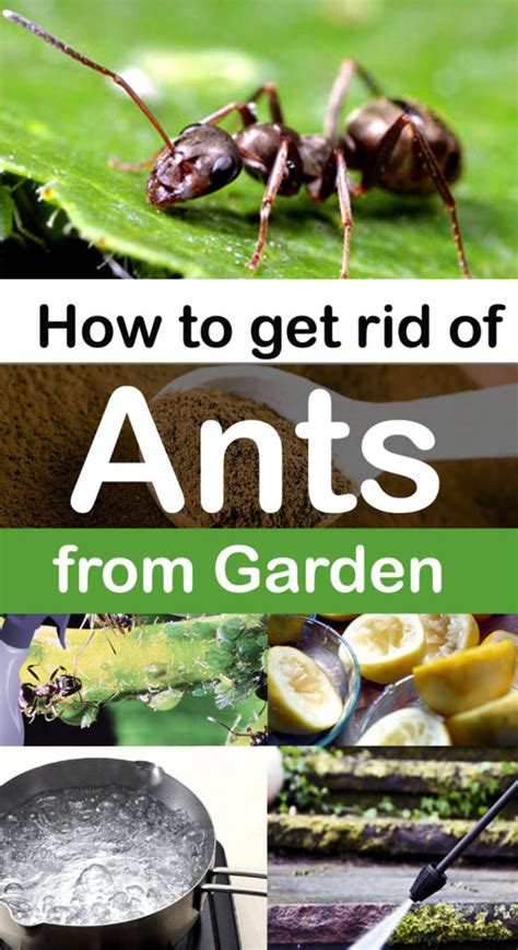 Check spelling or type a new query. How to get rid of Ants in your Garden I Using 7 natural ...