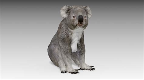 3d Koala Turbosquid 1746984