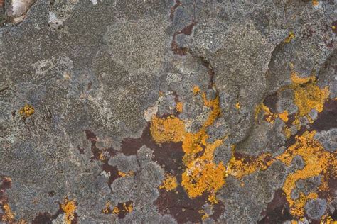 Slideshow 2429 14 Brown And Orange Crustose Lichens On Limestone In