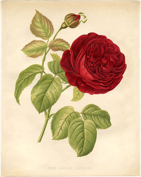 10 Free Vintage Roses Images Gorgeous Page 9 Of 10 The Graphics
