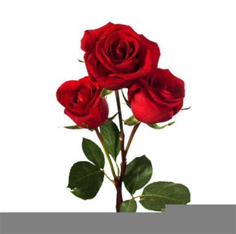 Dozen Roses Clipart Free Free Images At Vector Clip Art