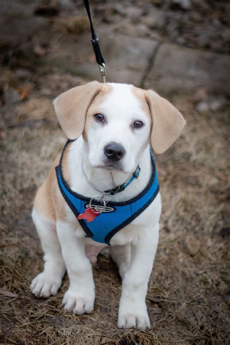 Labrador Retriever And Beagle Mix