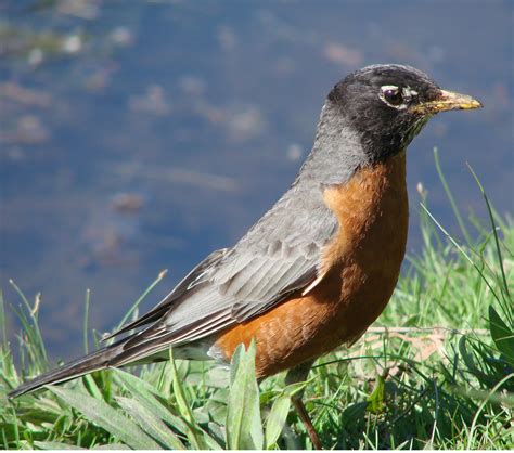 The Lil Robin Free Stock Photo Public Domain Pictures