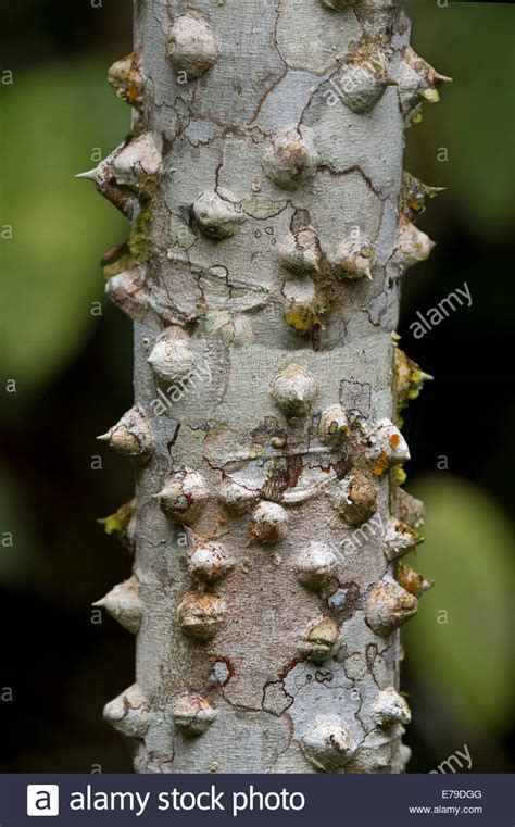 Thorny Bark Of The Silk Floss Tree Ceiba Speciosa