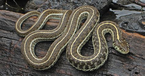 Biologists Thought This Snake Vanished A Century Ago Now Its Back