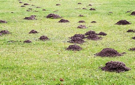 How Do You Get Rid Of Ground Moles In Your Yard Mcconnell Warnamille