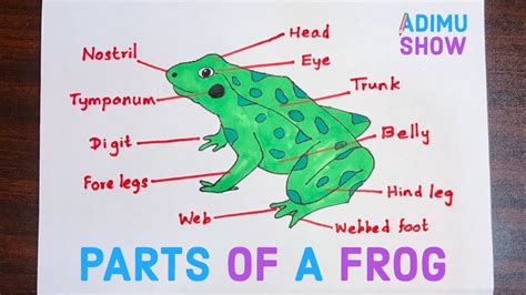 Parts Of A Frog Science Diagrams Biology Diagrams Frog