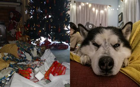 Dog Owner Captures Aftermath Of Husky Destroying Christmas Ts Under