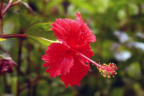 Red Hibiscus 421 Hibiscus Rosa Sinensis Hafiz Issadeen Flickr