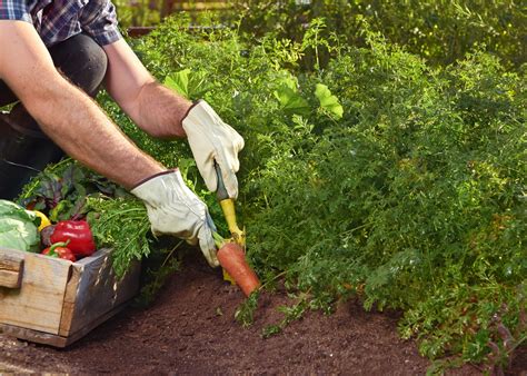 Eat Healthy With A Low Cost Budget Through Vegetable Gardening